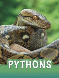 bokomslag Pythons