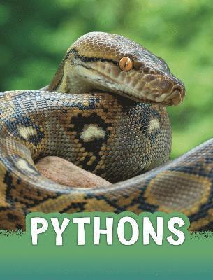 Martha E. H. Rustad - Pythons, Häftad