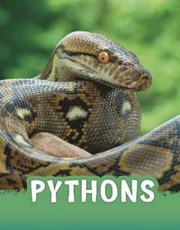 bokomslag Pythons