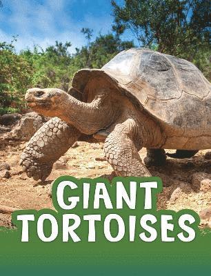 Jaclyn Jaycox - Giant Tortoises, Häftad
