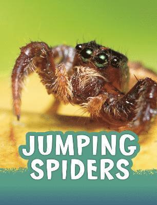 bokomslag Jumping Spiders