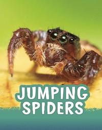 bokomslag Jumping Spiders