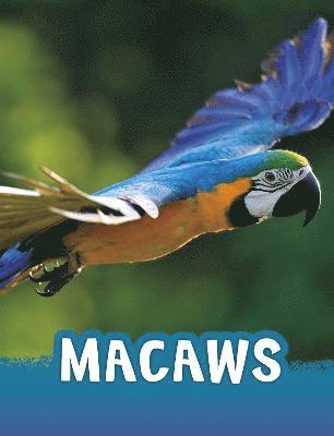 Jaclyn Jaycox - Macaws, Häftad