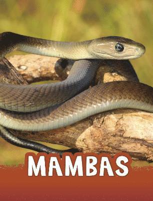 Mambas 1