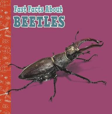 bokomslag Fast Facts About Beetles