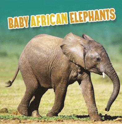 Baby African Elephants 1