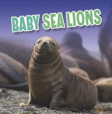 Baby Sea Lions 1