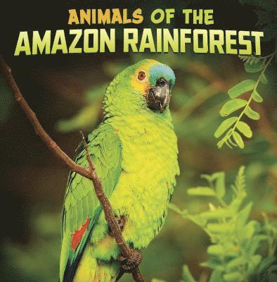 Animals of the Amazon Rainforest 1