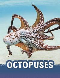 bokomslag Octopuses