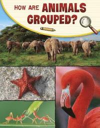 bokomslag How Are Animals Grouped?