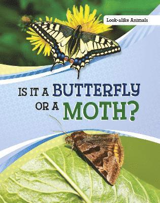 Susan B. Katz - Is It a Butterfly or a Moth?, Häftad