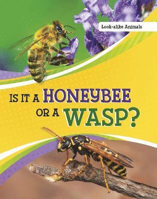 Is It a Honeybee or a Wasp? 1