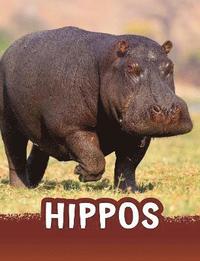 bokomslag Hippos