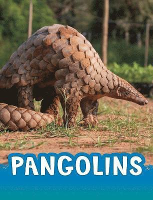 Jaclyn Jaycox - Pangolins, Inbunden