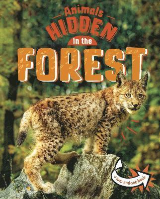 bokomslag Animals Hidden in the Forest