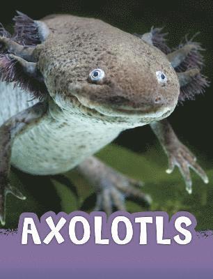 Jaclyn Jaycox - Axolotls, Inbunden