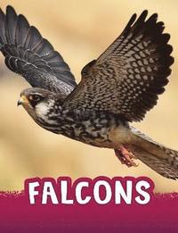 bokomslag Falcons