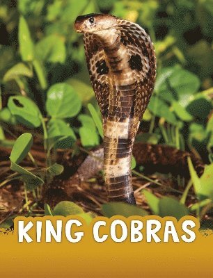 Jaclyn Jaycox - King Cobras, Häftad