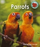 bokomslag Parrots