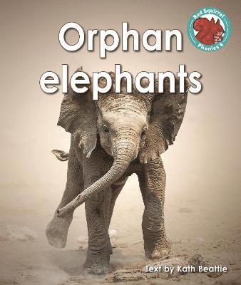 Orphan elephants 1