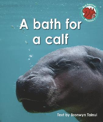 A bath for a calf 1