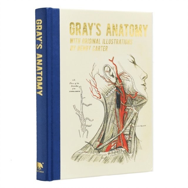 Gray's Anatomy 1