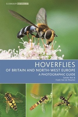 Hoverflies of Britain and North-west Europe 1