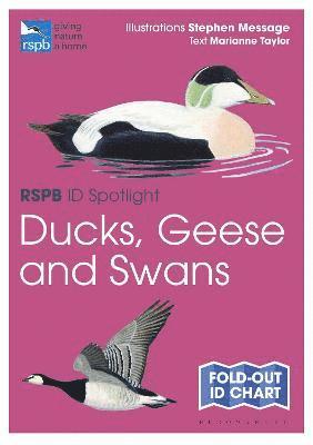 bokomslag RSPB ID Spotlight - Ducks  Geese and Swans