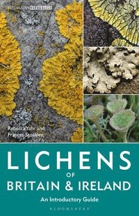 bokomslag Lichens of Britain & Ireland