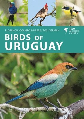 bokomslag Birds of Uruguay