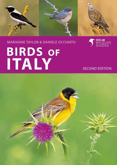 Marianne Taylor, Daniele Occhiato - Birds of Italy, Häftad