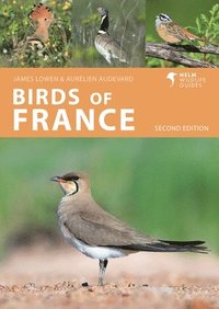 bokomslag Birds of France