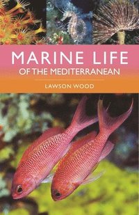bokomslag Marine Life of the Mediterranean