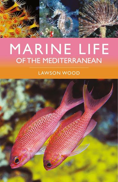 Lawson Wood - Marine Life of the Mediterranean, Häftad