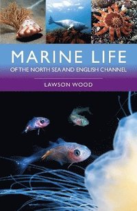 bokomslag Marine Life of the North Sea and English Channel