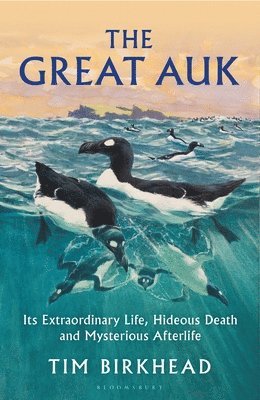 The Great Auk 1