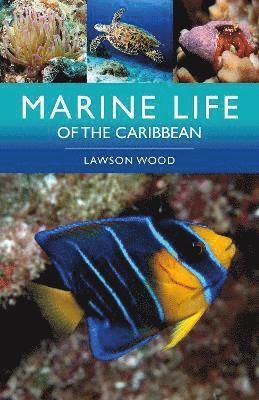 bokomslag Marine Life of the Caribbean