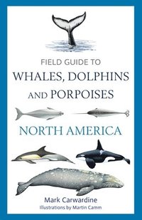bokomslag Field Guide to Whales, Dolphins and Porpoises of North America