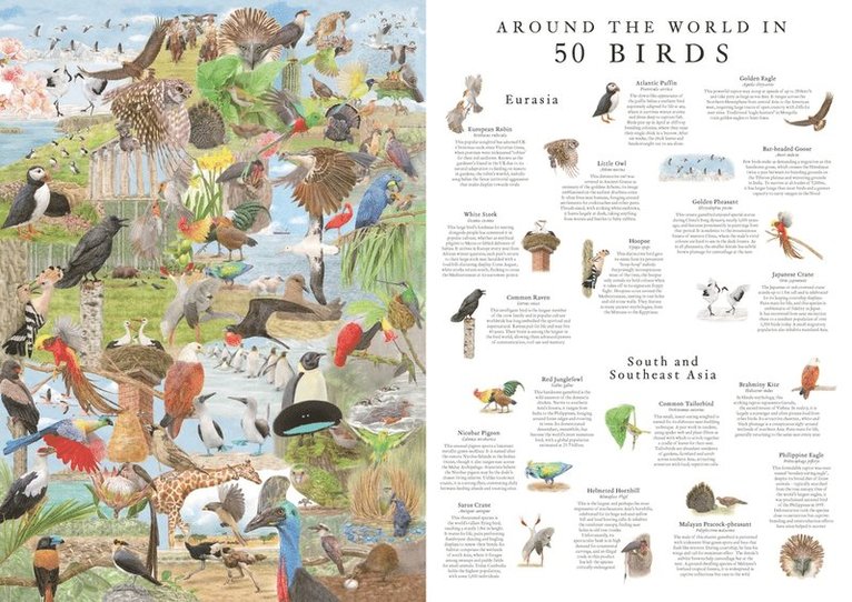 Pussel 1000 bitar Around the World in 50 Birds, Övrigt