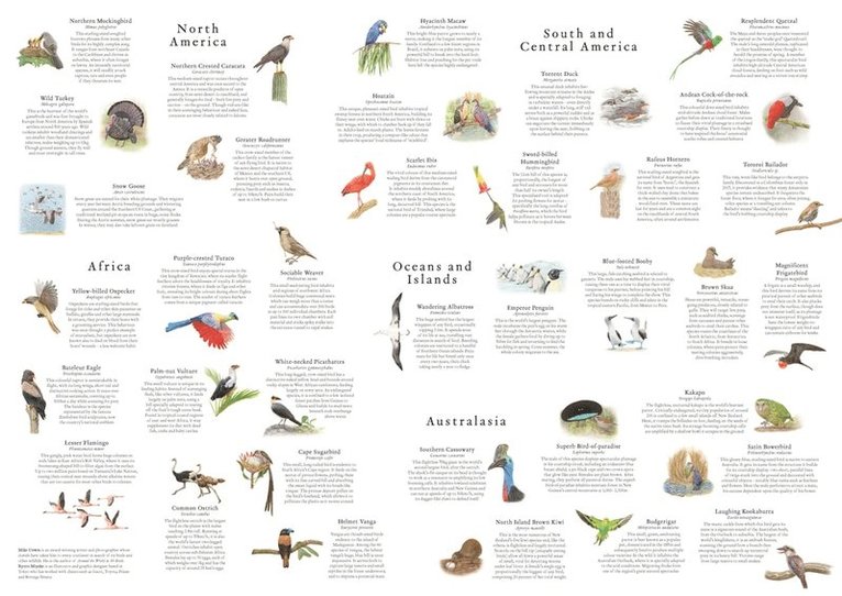 Pussel 1000 bitar Around the World in 50 Birds, Övrigt