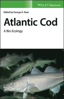 Atlantic Cod 1