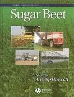 Sugar Beet 1