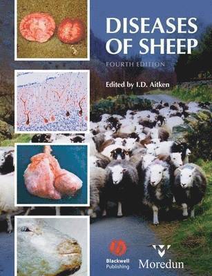 bokomslag Diseases of Sheep