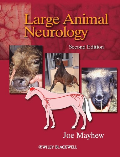 bokomslag Large Animal Neurology