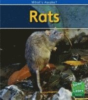 bokomslag Rats