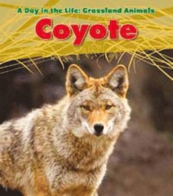 Louise A. Spilsbury - Coyote. Louise Spilsbury, Häftad