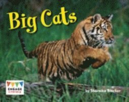 Big Cats 1