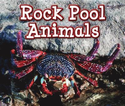 Rock Pool Animals 1