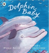 bokomslag Dolphin Baby