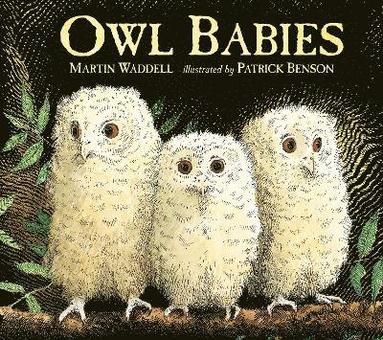 bokomslag Owl Babies